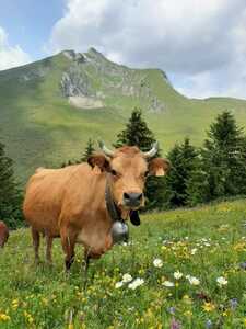 Tarine
